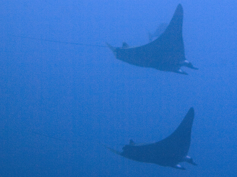 Gorgonian Forest, Mobula Ray